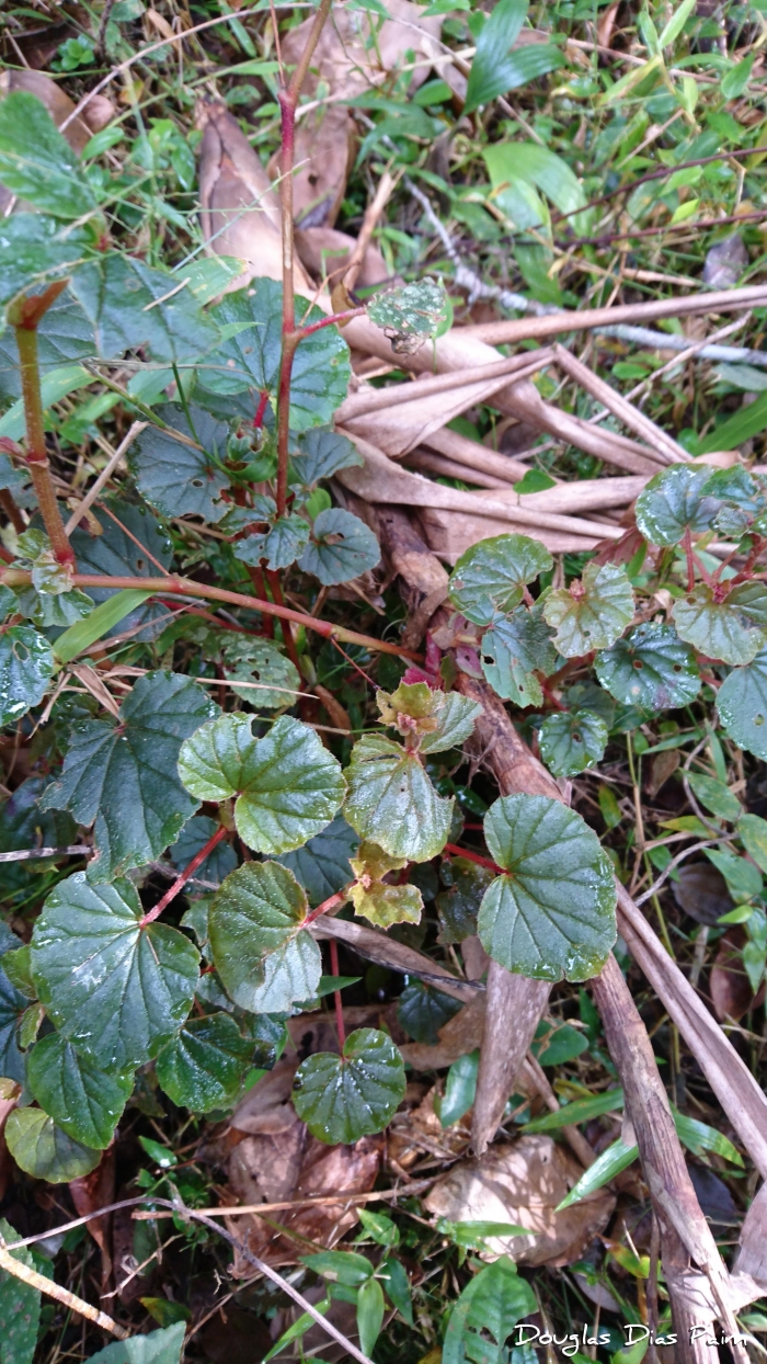 Begonia scharffii