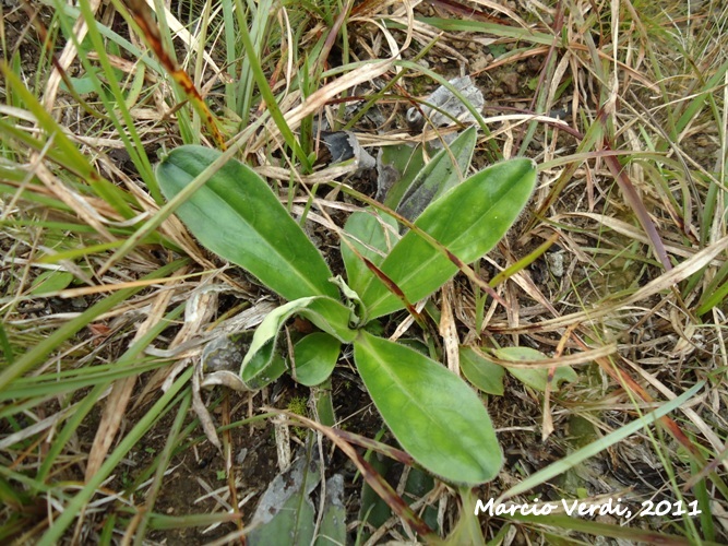 Moritzia ciliata