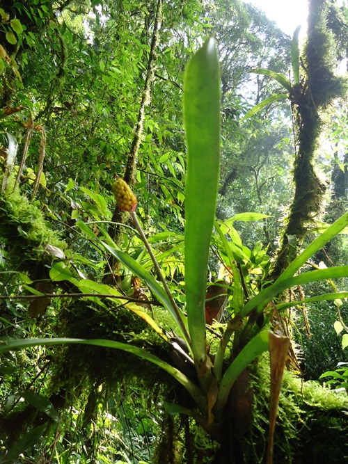 Aechmea calyculata