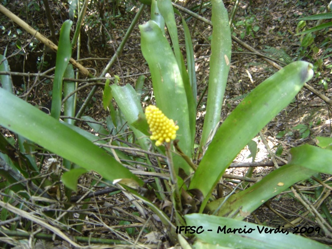 Aechmea calyculata