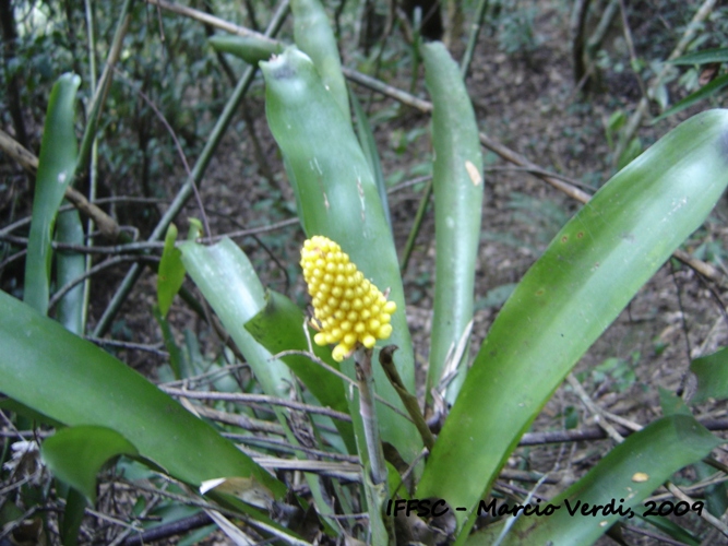 Aechmea calyculata