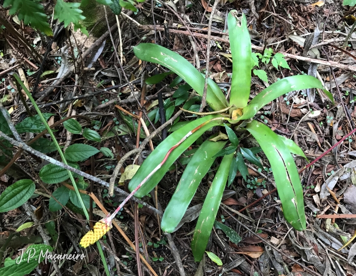 Aechmea calyculata