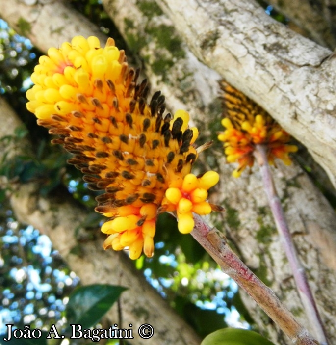 Aechmea calyculata