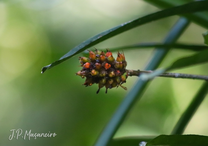 Aechmea calyculata