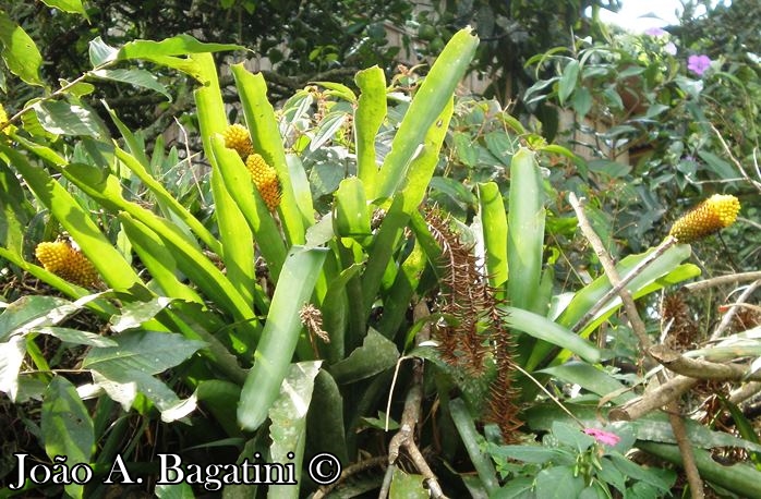 Aechmea calyculata