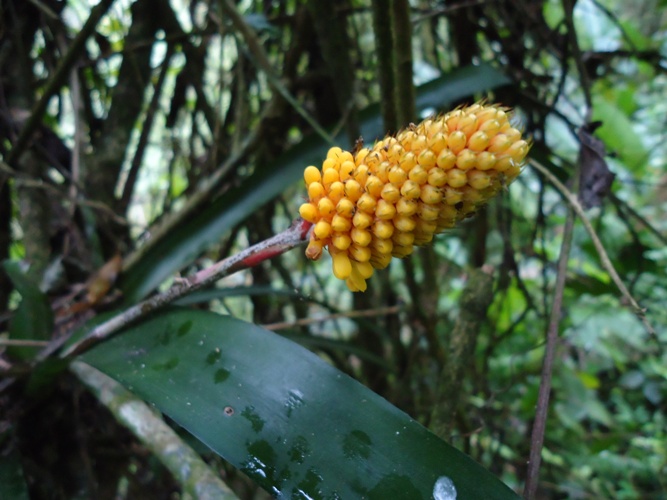 Aechmea calyculata