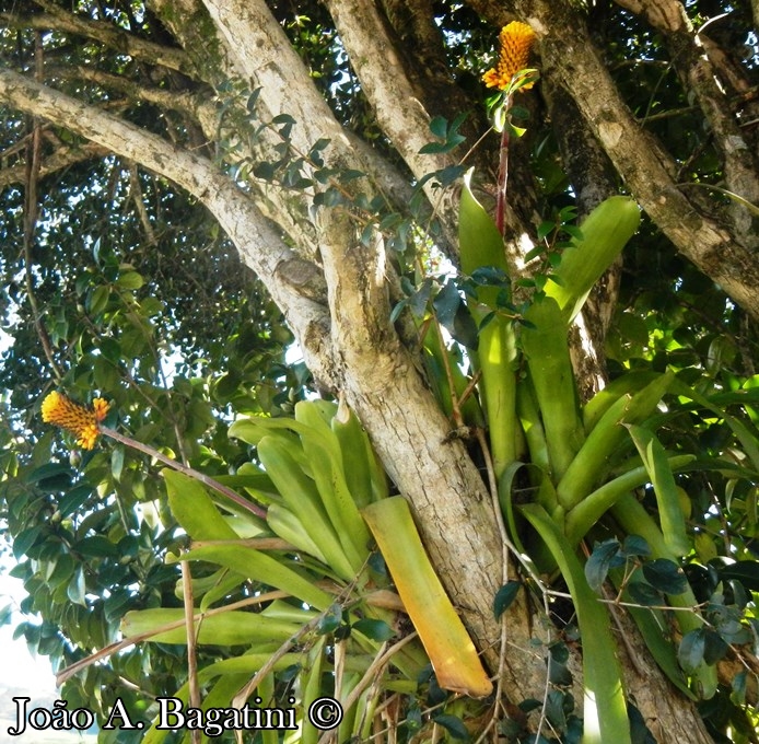 Aechmea calyculata