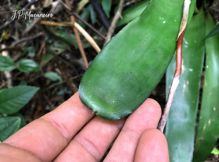 Aechmea calyculata