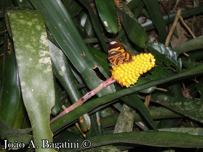 Aechmea calyculata