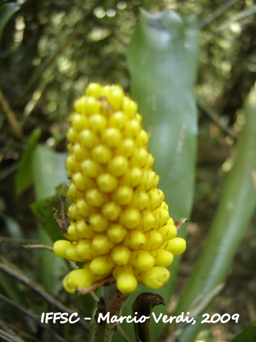 Aechmea calyculata