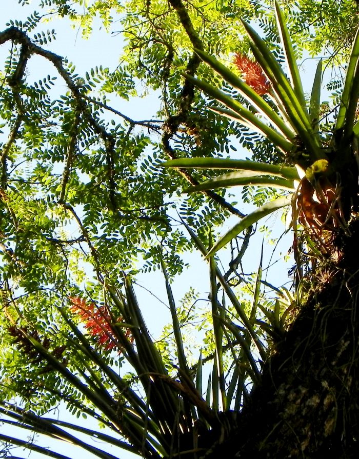 Aechmea distichantha