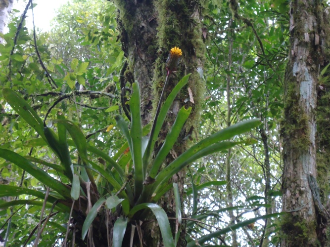 Aechmea calyculata