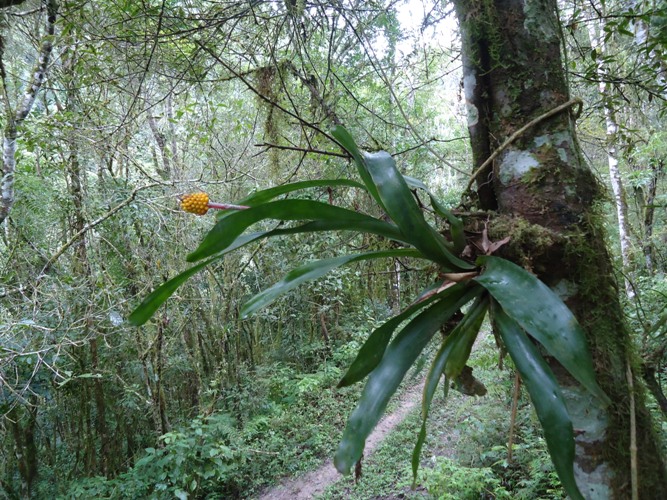 Aechmea calyculata