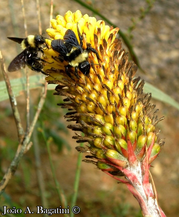 Aechmea calyculata