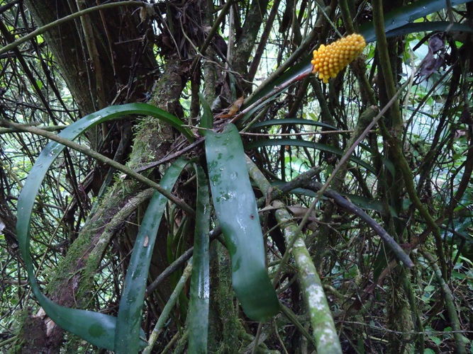 Aechmea calyculata