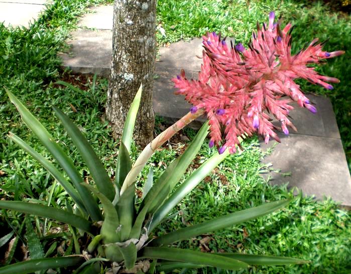 Aechmea distichantha