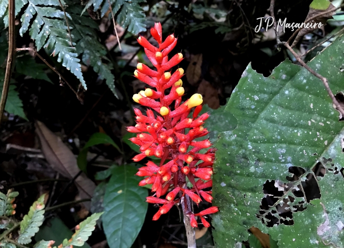 Aechmea caudata