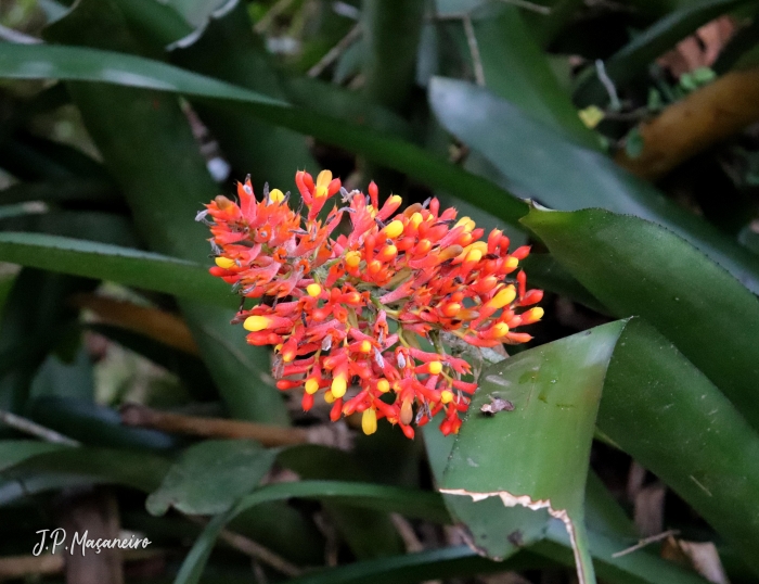 Aechmea caudata