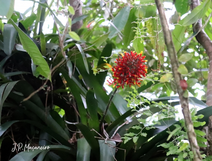 Aechmea caudata