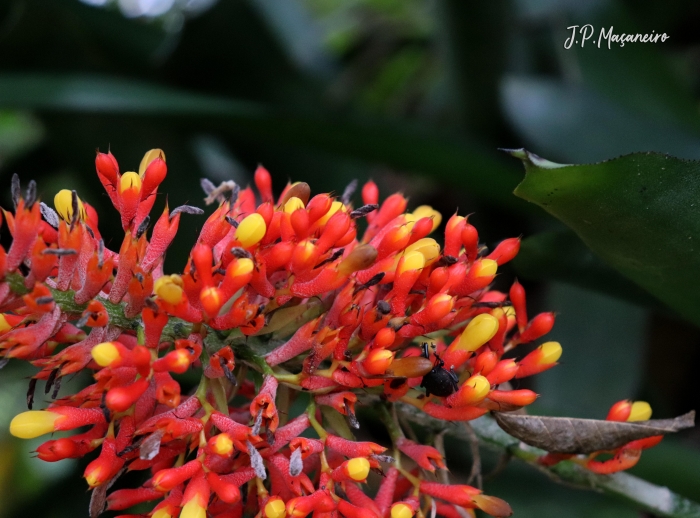 Aechmea caudata