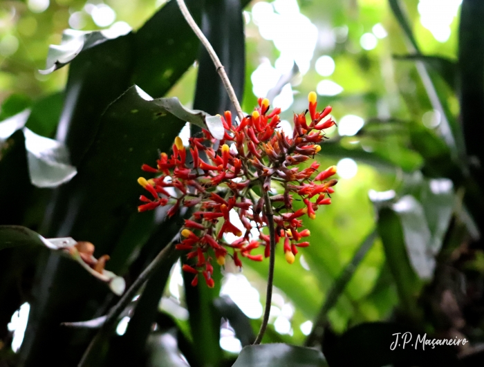 Aechmea caudata