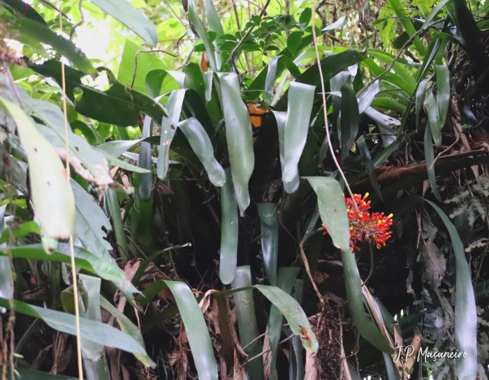 Aechmea caudata