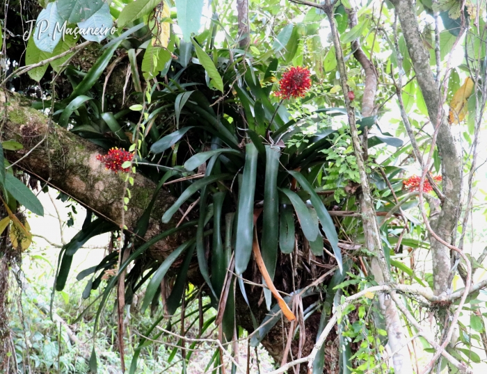 Aechmea caudata