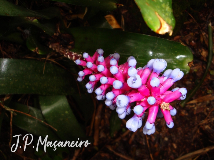 Aechmea cylindrata