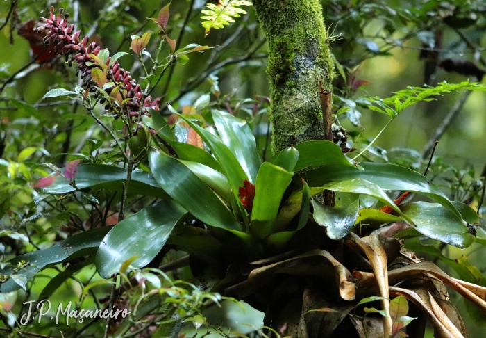 Aechmea cylindrata