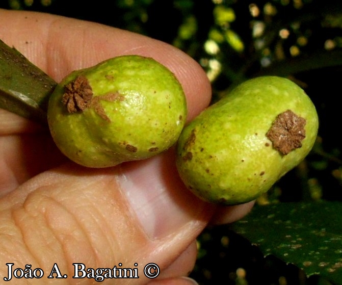 Hennecartia omphalandra