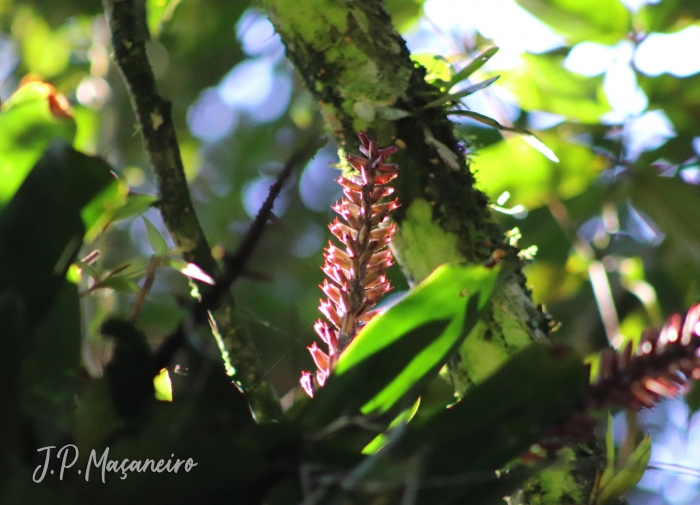 Aechmea cylindrata