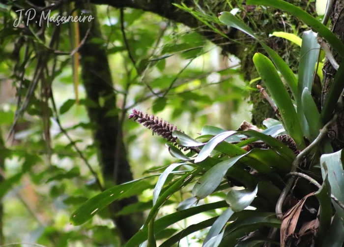 Aechmea cylindrata