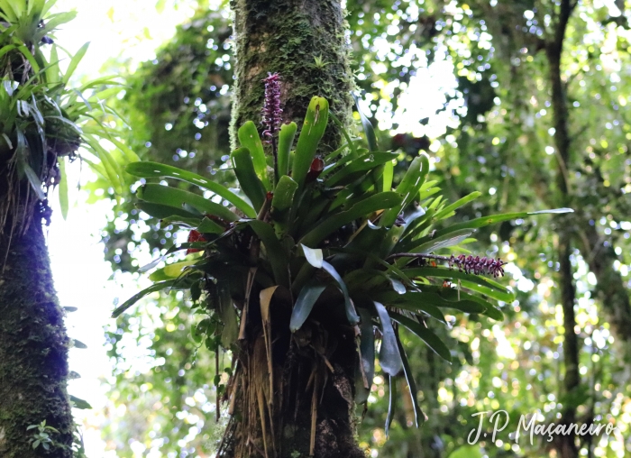 Aechmea cylindrata