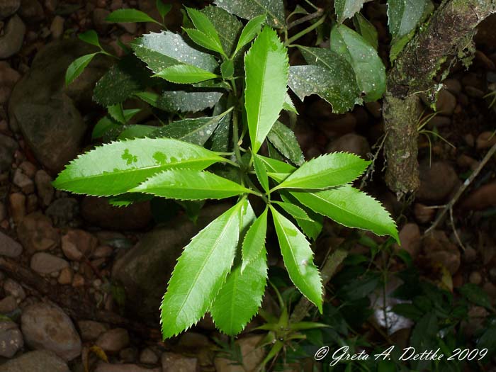 Hennecartia omphalandra