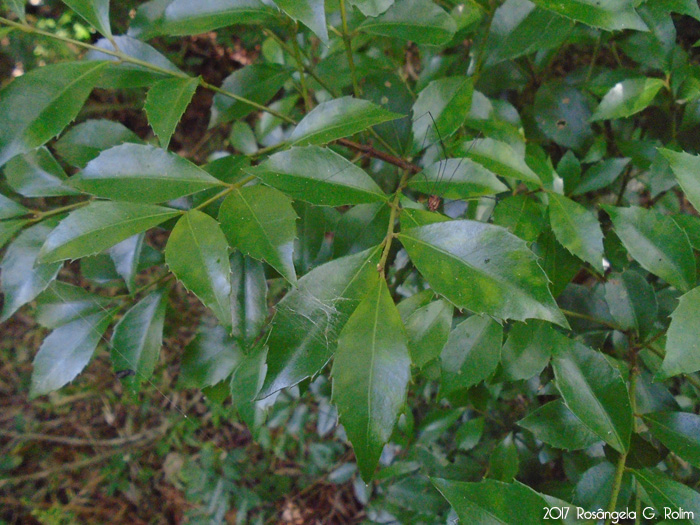 Hennecartia omphalandra