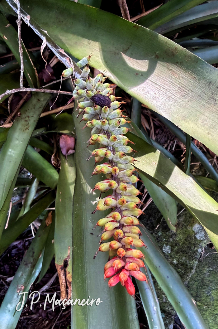 Aechmea kertesziae