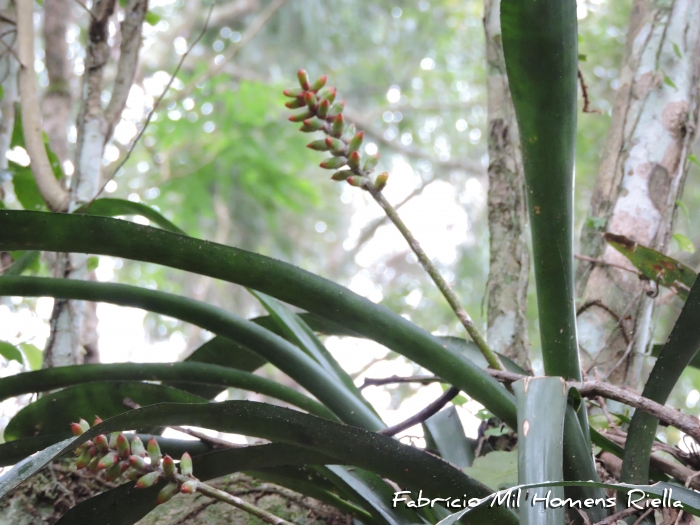 Aechmea kertesziae