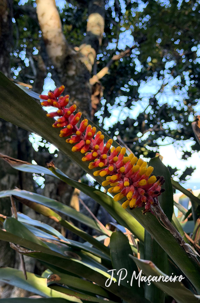 Aechmea kertesziae