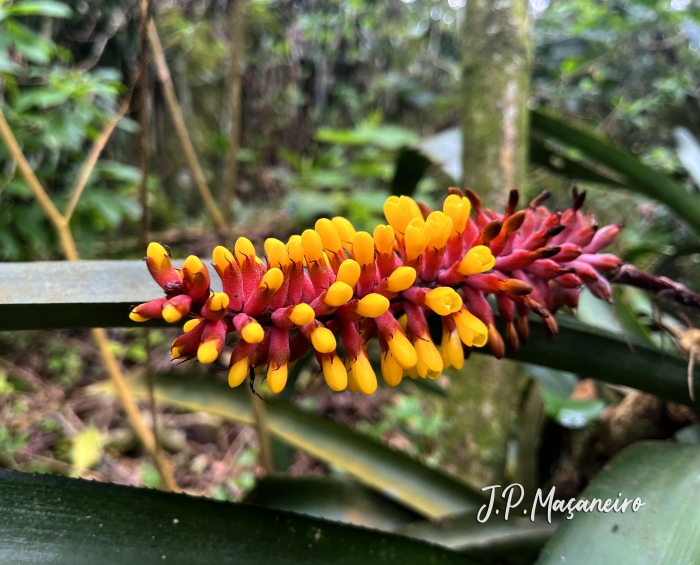 Aechmea kertesziae
