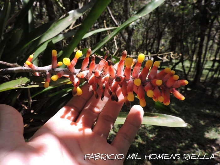 Aechmea kertesziae