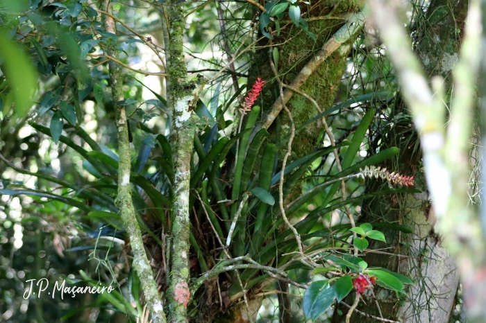 Aechmea kertesziae