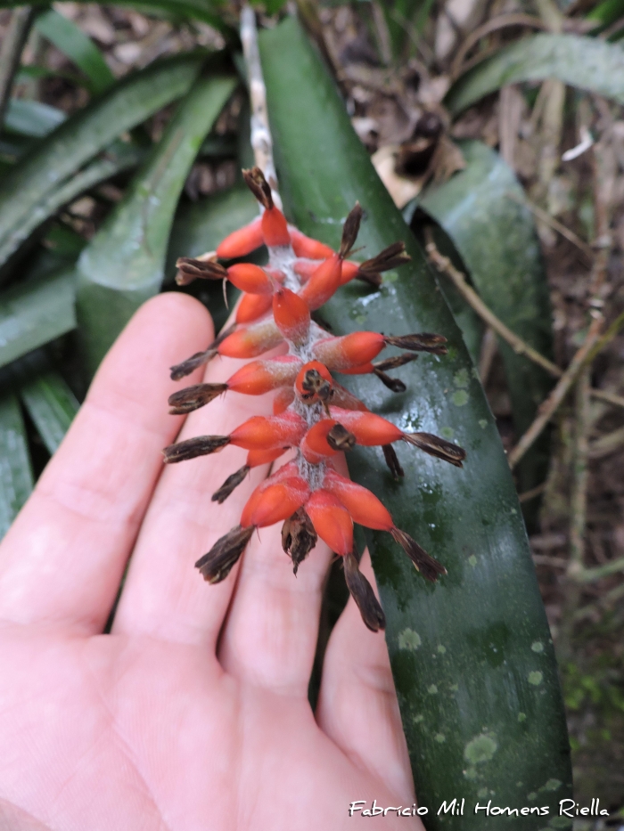 Aechmea kertesziae