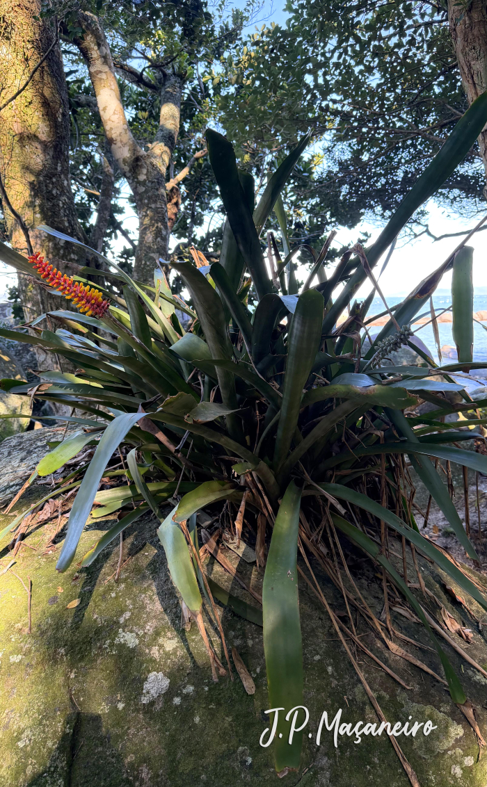 Aechmea kertesziae