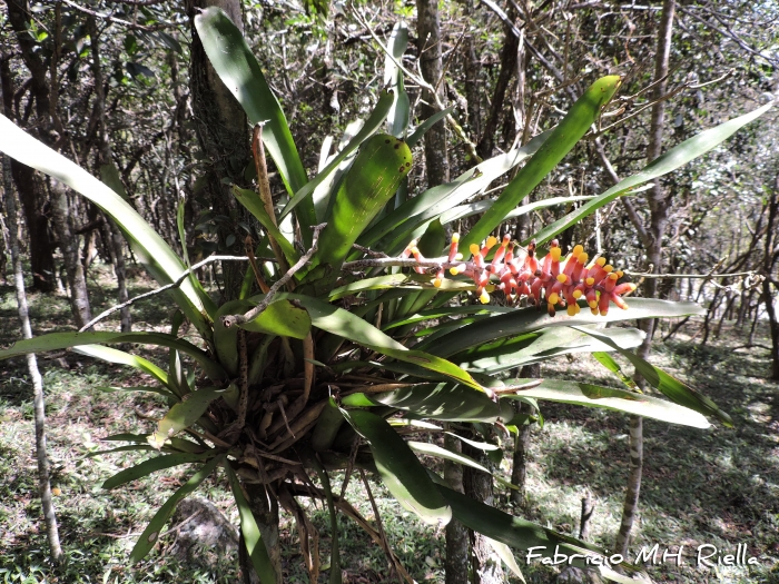 Aechmea kertesziae