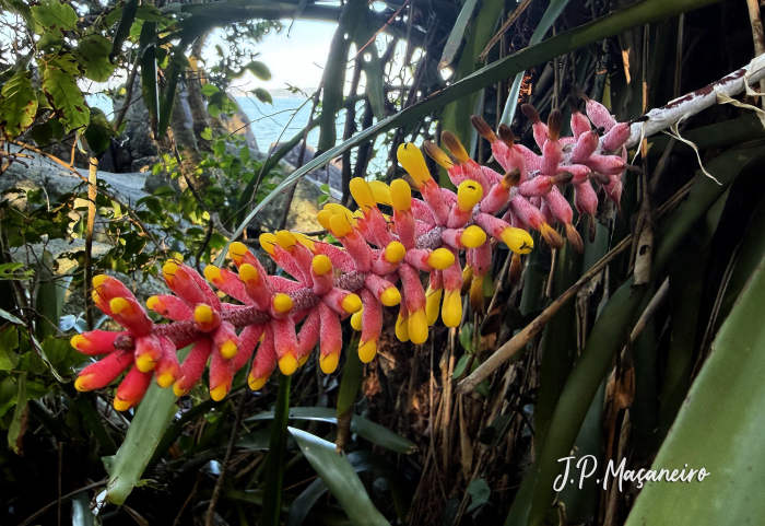 Aechmea kertesziae