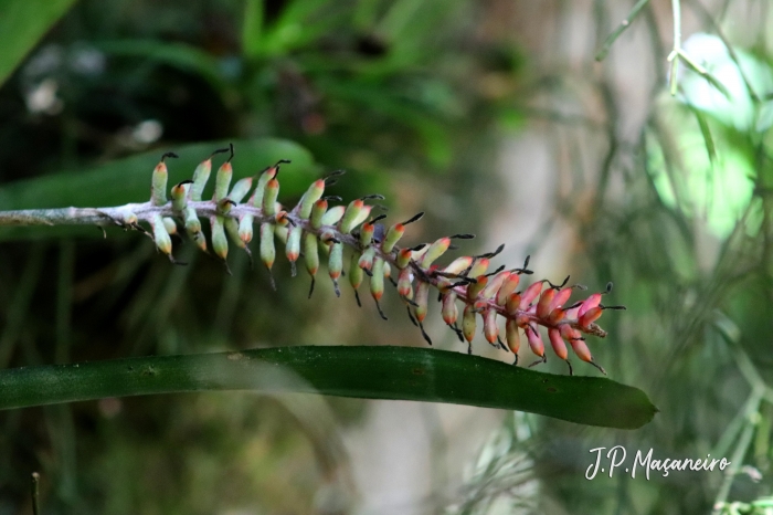 Aechmea kertesziae