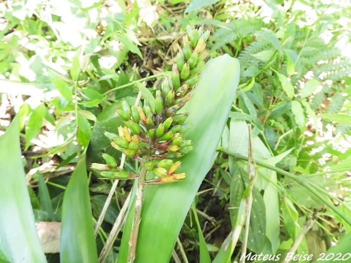 Aechmea winkleri