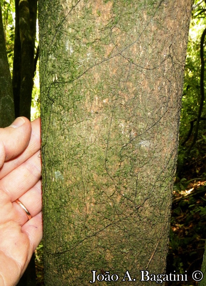 Hennecartia omphalandra