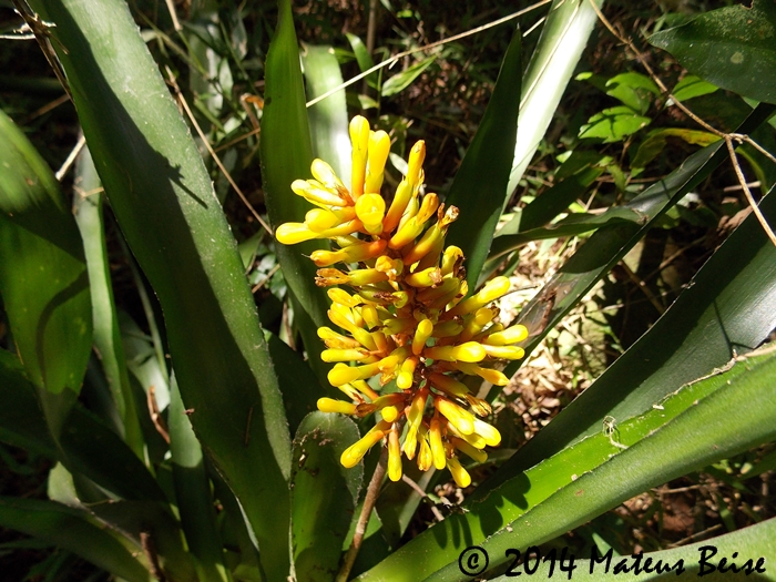 Aechmea winkleri