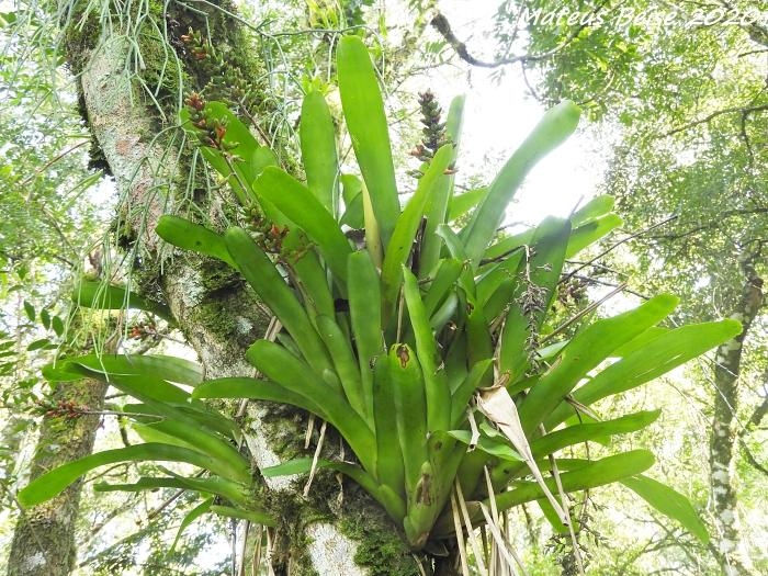 Aechmea winkleri